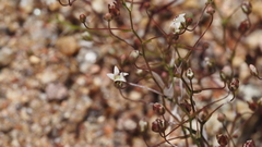 Nemacladus pinnatifidus