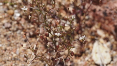 Nemacladus pinnatifidus