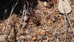 Nemacladus pinnatifidus