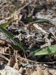 Erythronium propullans