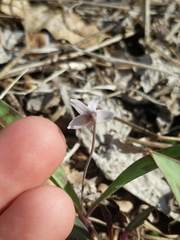 Erythronium propullans