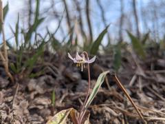 Erythronium propullans