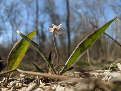 Erythronium propullans