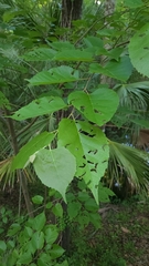 Tilia americana caroliniana