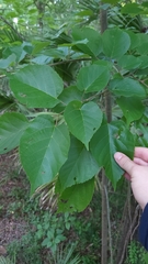 Tilia americana caroliniana