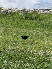 Agelaius phoeniceus