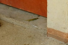 Emoia cyanogaster