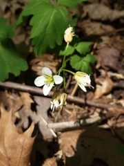 Cardamine maxima
