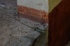Emoia cyanogaster