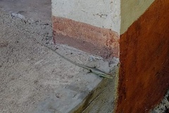 Emoia cyanogaster