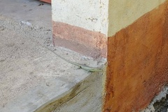 Emoia cyanogaster