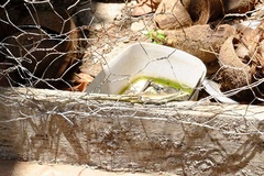 Emoia cyanogaster