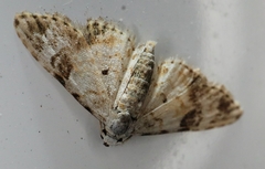 Araeopteron epiphracta