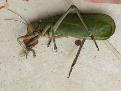 Pseudophyllanax imperialis