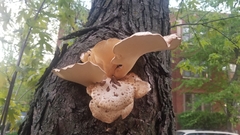 Cerioporus squamosus