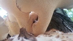 Cerioporus squamosus