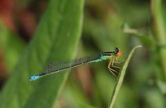 Enallagma antennatum