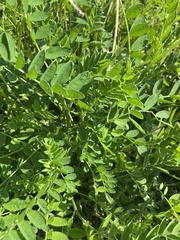 Astragalus canadensis