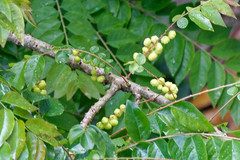 Phyllanthus acidus