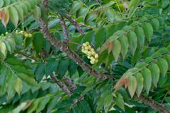 Phyllanthus acidus