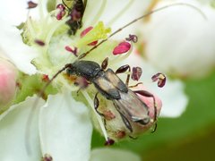 Molorchus bimaculatus