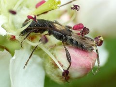 Molorchus bimaculatus