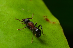 Stictoponera bicolor