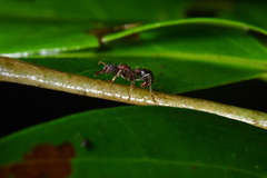 Stictoponera bicolor