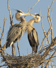 Ardea herodias