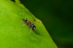 Stictoponera bicolor