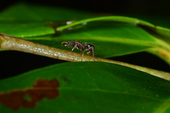 Stictoponera bicolor