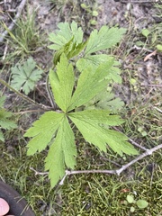 Ranunculus pensylvanicus