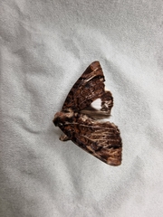 Catephia linteola