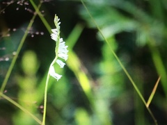 Spiranthes vernalis