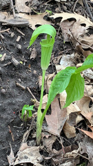 Arisaema triphyllum