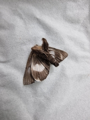 Catephia linteola