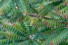 Phyllanthus acidus