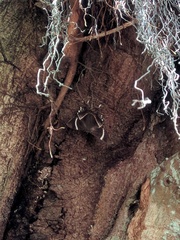 Lyssa curvata