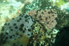 Dodecaceria fewkesi