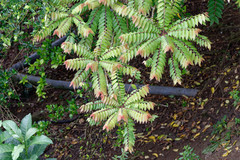 Phyllanthus acidus