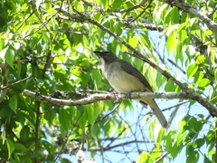 Saltator olivascens
