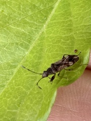 Neopamera bilobata