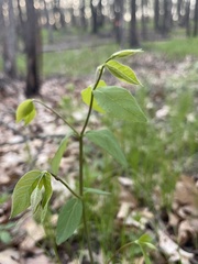 Lathyrus ochroleucus