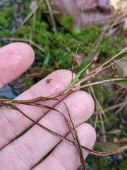 Carex chordorrhiza