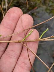 Carex chordorrhiza
