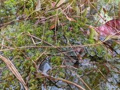 Carex chordorrhiza