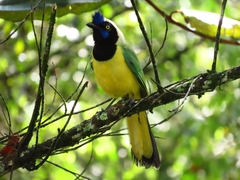 Cyanocorax yncas