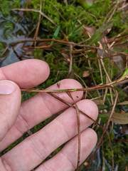 Carex chordorrhiza