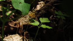 Epirrhoe plebeculata