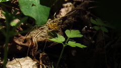 Epirrhoe plebeculata